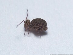 Ptenothrix marmorata