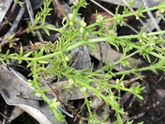 Galium gaudichaudii