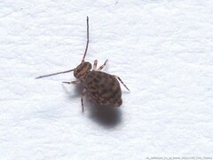 Ptenothrix marmorata