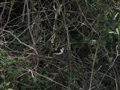 Fluvicola albiventer