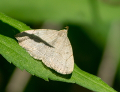 Zanclognatha laevigata
