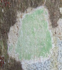 Lecanora thysanophora