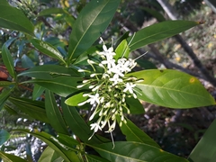 Ixora