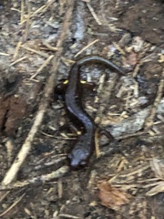 Ensatina eschscholtzii