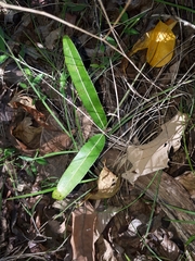 Brachychiton compactus