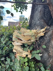 Laetiporus gilbertsonii