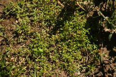 Lepidium didymum