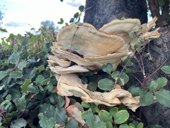 Laetiporus gilbertsonii