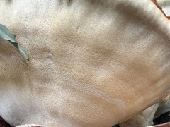 Laetiporus gilbertsonii