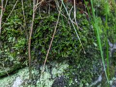 Porella platyphylla
