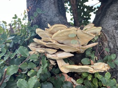 Laetiporus gilbertsonii