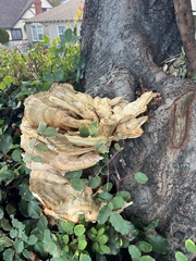 Laetiporus gilbertsonii