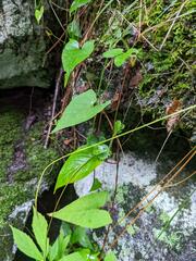 Fallopia cilinodis