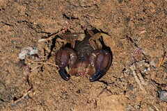 Urodacus manicatus