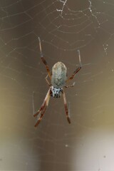 Trichonephila edulis