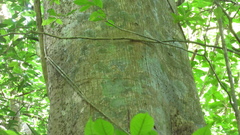 Ficus insipida