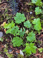 Boykinia occidentalis