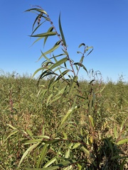Salix nigra