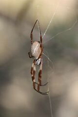 Trichonephila edulis