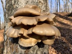 Pleurotus ostreatus