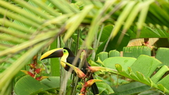 Ramphastos ambiguus