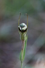 Pterostylis striata