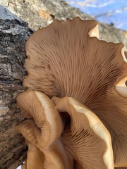 Pleurotus ostreatus