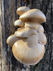 Pleurotus ostreatus