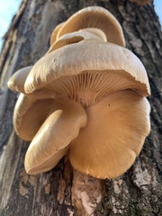 Pleurotus ostreatus