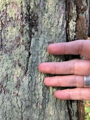 Lecanora thysanophora