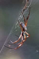 Trichonephila edulis
