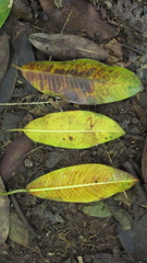 Ficus insipida