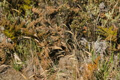 Anthoxanthum odoratum