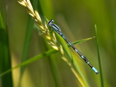 Enallagma carunculatum
