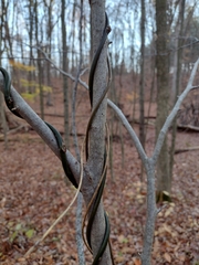 Menispermum canadense