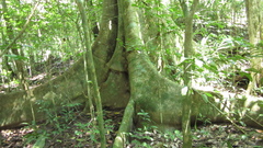 Ficus insipida
