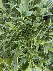 Cirsium horridulum