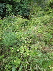 Clematis serratifolia