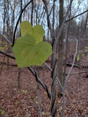 Menispermum canadense