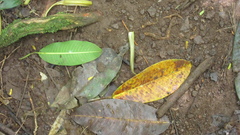 Ficus insipida