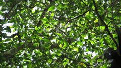 Ficus insipida