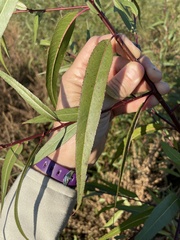 Salix nigra