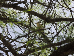 Pachyramphus viridis