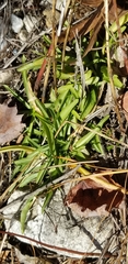 Sabatia kennedyana