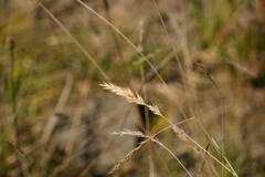 Anthoxanthum odoratum