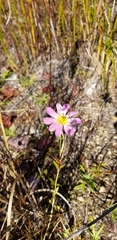 Sabatia kennedyana