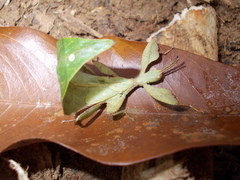 Cryptophyllium