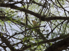 Pachyramphus viridis