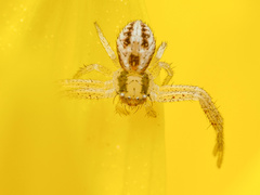 Mecaphesa celer