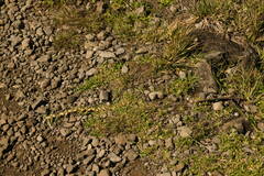 Cenchrus clandestinus